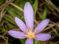Blick in geöffnete Herbstzeitlosen Blüte